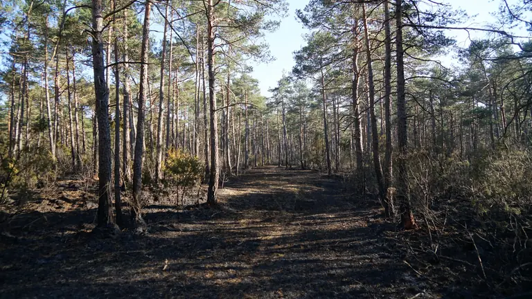 Augsburg: Diese Regeln gelten jetzt bei Waldbrandgefahr