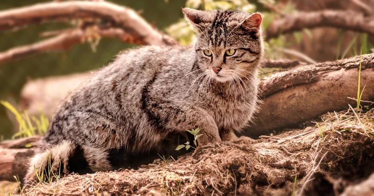 Bad Harzburg: Wann die Wildkatzen gut zu sehen sind