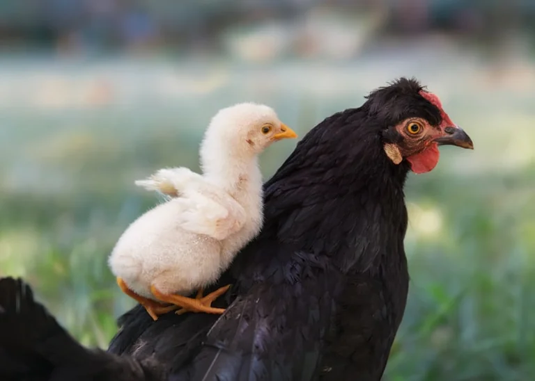 Chemnitz: Nandu-Küken jetzt mit ihrem Vater zu sehen