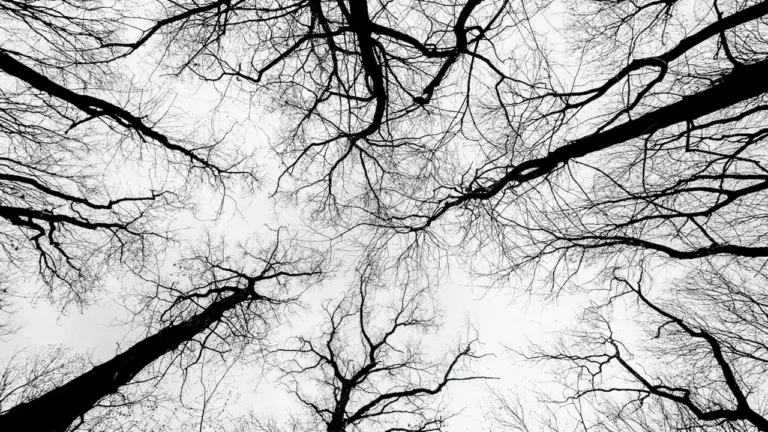 Erlangen: Warum im Wald jetzt höchste Vorsicht gilt