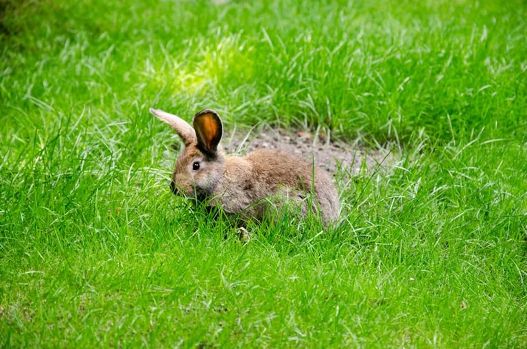 Mit dem Hasen Felix durch Münster: Ausstellung ab 28. März