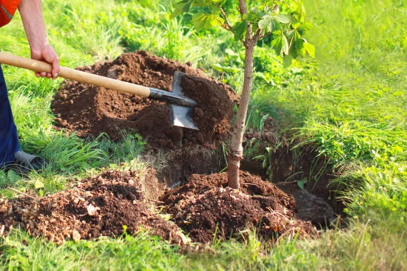 Nürnbergs Natur gerät durch die Hitze unter Druck