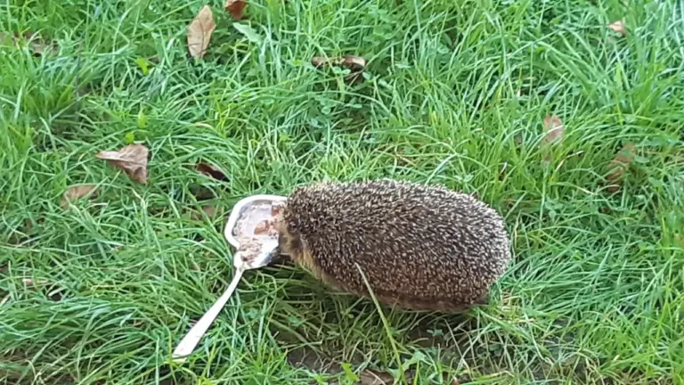 Augsburg schützt Igel: Neue Nachtregel für den Garten