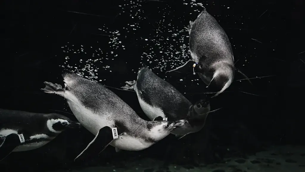 Fütterung der Pinguine: Saarbrückens täglicher 9-Uhr-Termin