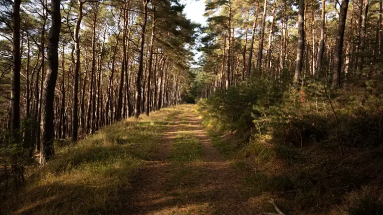 Im Wald den Weg suchen: Traum zwischen Rückzug und Orientierung