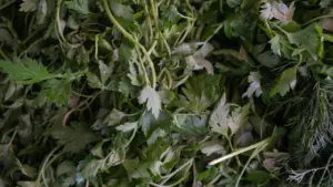 Frische grüne Kräuter wie Petersilie und Dill für sommerliche Pfifferling-Gerichte