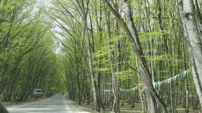 Eine von Bäumen gesäumte Straße führt durch einen grünen, sommerlichen Wald in Deutschland.