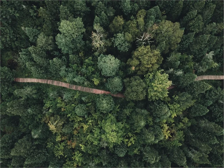 „Rettet unseren Wald!“: Gratis-Rätsel in Regensburg