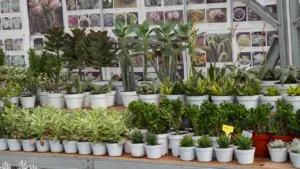 Vielfältige Sukkulenten im Botanischen Garten bei der Münchner Sukkulenten-Schau im August.