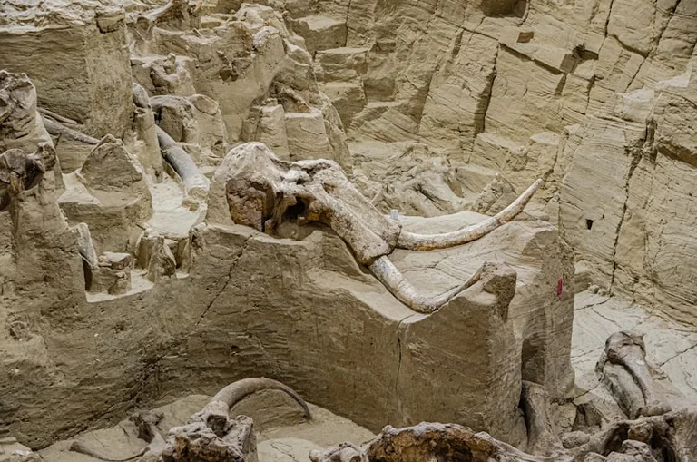 Welt-Elefanten-Tag: Chemnitz zeigt seltene Fossilien im Museum