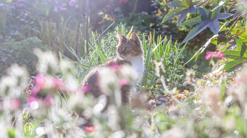 Eine Katze sitzt friedlich in einem Garten inmitten von bunten Blumenbeeten im Sommer.