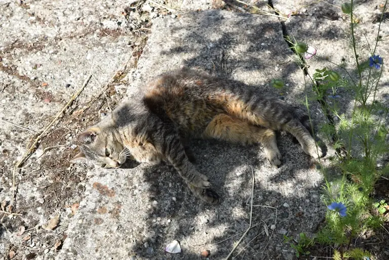 Weltkatzentag: Hochsommer-Check für Katzen