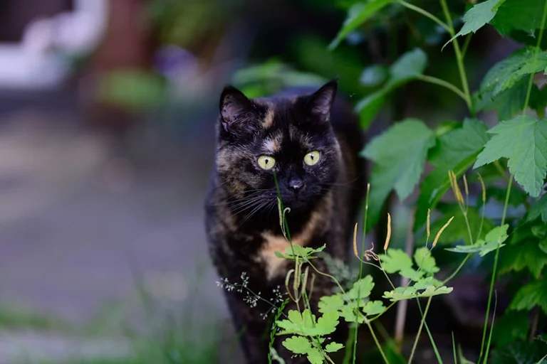 Weltkatzentag: Hochsommer-Check für Katzen