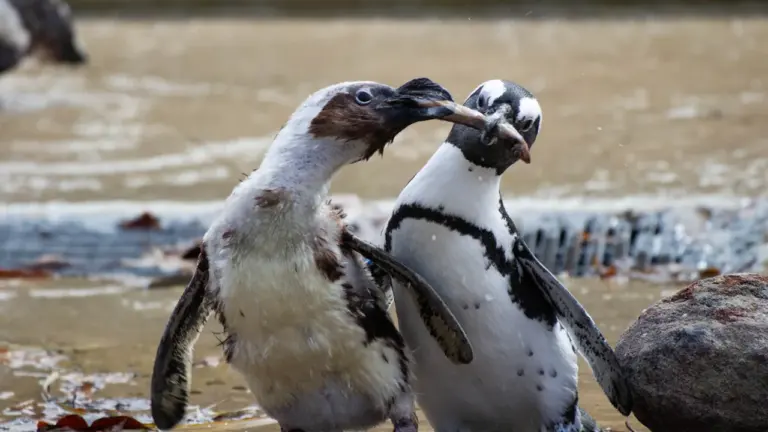 Zwei Pinguine stehen gemeinsam auf einem Felsen im Zoo Saarbrücken bei der Fütterung.