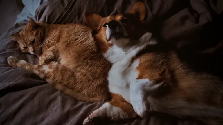Tiere im Traum: Was Hund, Katze und Vogel für Sie bedeuten