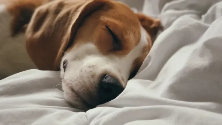 Ein schlafender Beagle auf weißer Bettwäsche, der Ruhe und Geborgenheit ausstrahlt.