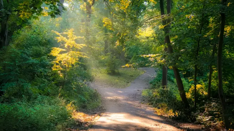 Im Traum durch einen Wald gehen: Was Licht, Weg und Gefühl verraten
