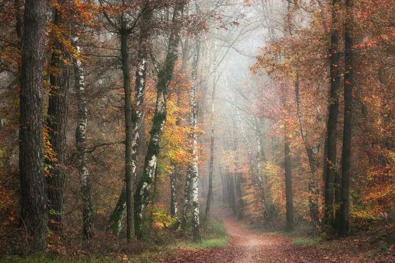 Im Traum durch einen Wald gehen: Was Licht, Weg und Gefühl verraten